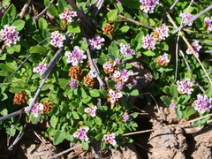 Phyla nodiflora minor
