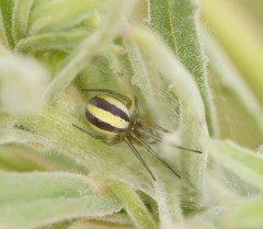 Deliochus idoneus