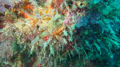 Yungia aurantiaca