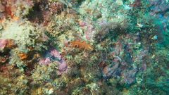 Yungia aurantiaca