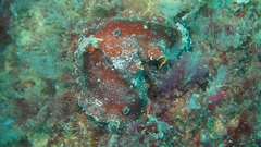 Platydoris argo
