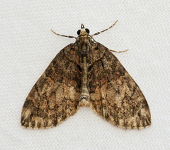 Hydriomena ruberata