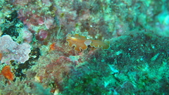 Yungia aurantiaca