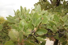 Quercus ithaburensis macrolepis