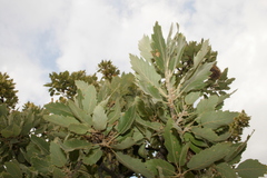 Quercus ithaburensis macrolepis