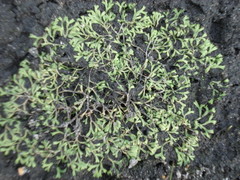 Riccia fluitans