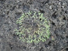 Riccia fluitans
