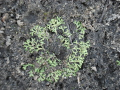 Riccia fluitans