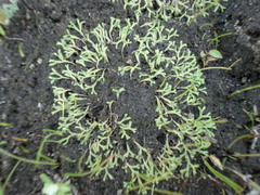 Riccia fluitans
