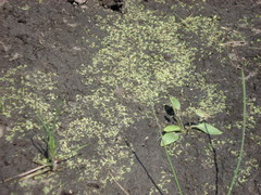 Riccia fluitans