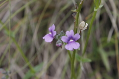 Nemesia caerulea