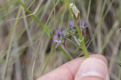 Nemesia caerulea