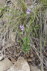 Nemesia caerulea