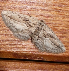 Ekboarmia atlanticaria