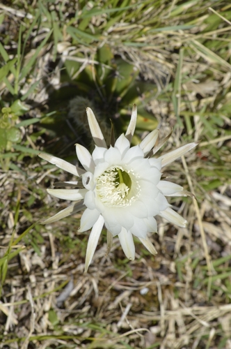 Echinopsis oxygona
