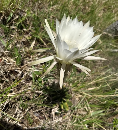 Echinopsis oxygona