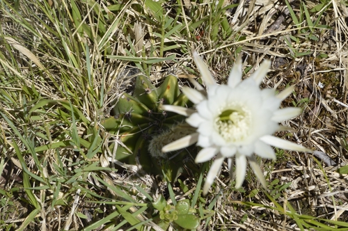 Echinopsis oxygona
