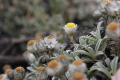 Helichrysum chionosphaerum