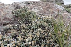 Helichrysum chionosphaerum