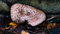 Agaricus cappellianus