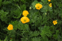 Ranunculus caucasicus