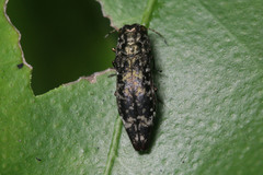 Agrilus occipitalis