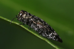 Agrilus occipitalis