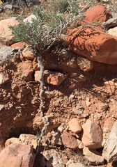 Psorothamnus fremontii