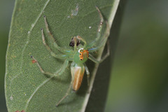 Salticidae