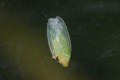 Hemiptera