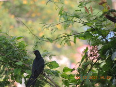 Eudynamys scolopaceus