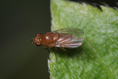Diptera