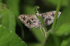 Nausinoe