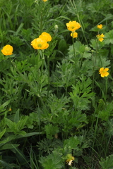 Ranunculus caucasicus
