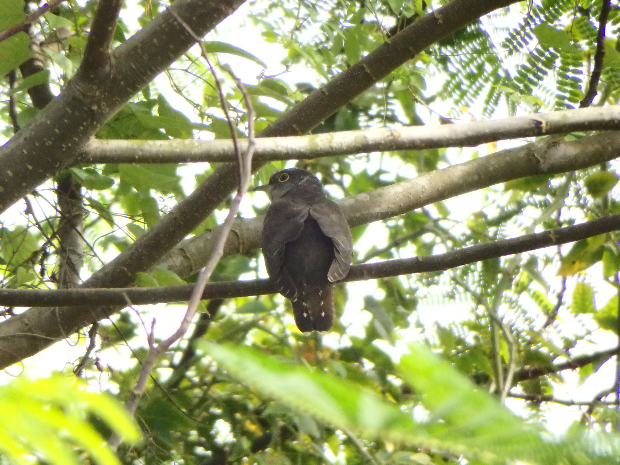 Indian Cuckoo (Cuculus micropterus)
