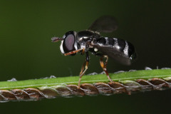 Syrphidae