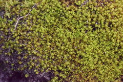 Tortella inclinata