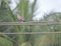 Streptopelia chinensis