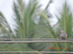Streptopelia chinensis