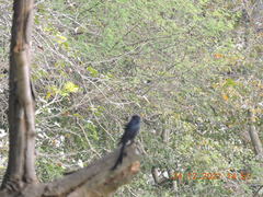 Dicrurus macrocercus