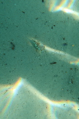 Tetractenos glaber