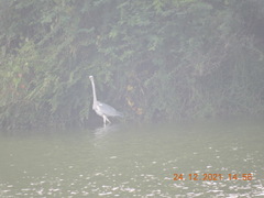 Ardea cinerea