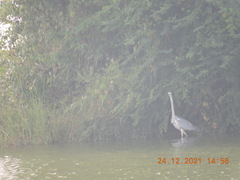 Ardea cinerea