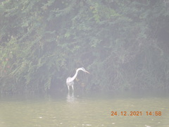 Ardea cinerea