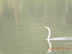 Anhinga melanogaster