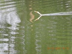 Anhinga melanogaster
