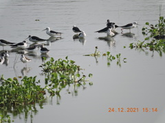 Himantopus himantopus