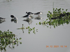 Himantopus himantopus