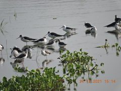 Himantopus himantopus