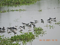 Himantopus himantopus